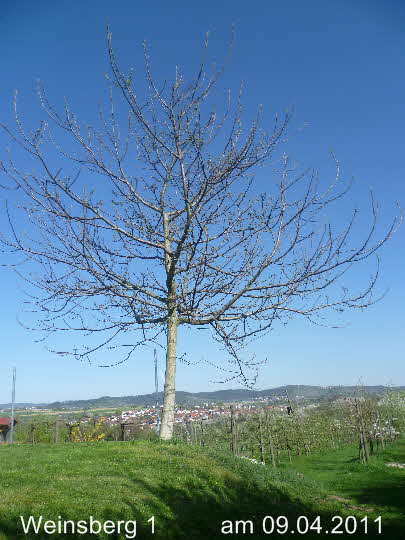 Nussbaum 09042011-1