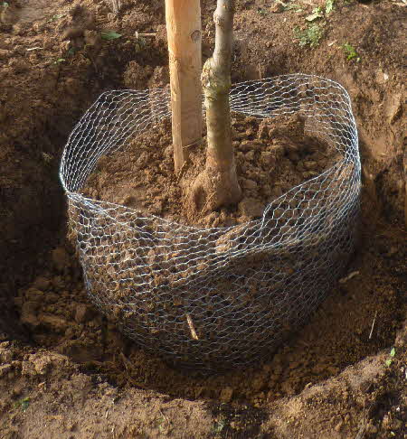 einen Obstbaum pflanzen