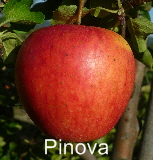 Pinova Spalier 29092011-7