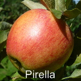 Pirella Spalier 10092011-5