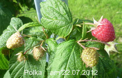 Polka 22072012-17