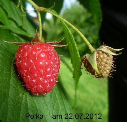 Polka 22072012-6
