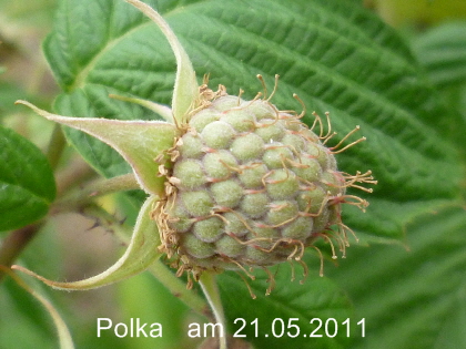 Polka  27052011-1