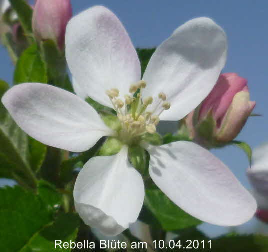 Rebella
