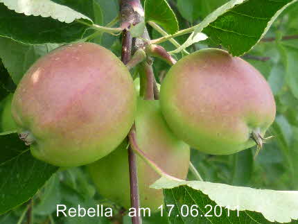 Rebella