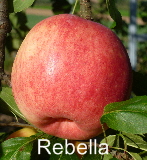 Rebella Spalier 29092011-5