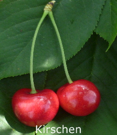 Regina 17062001-18