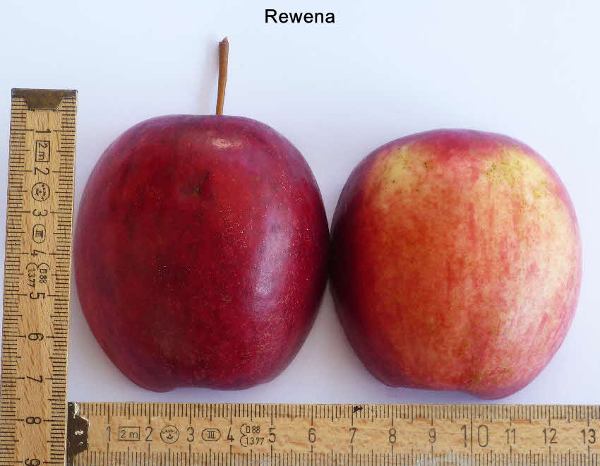 Rewena Frucht