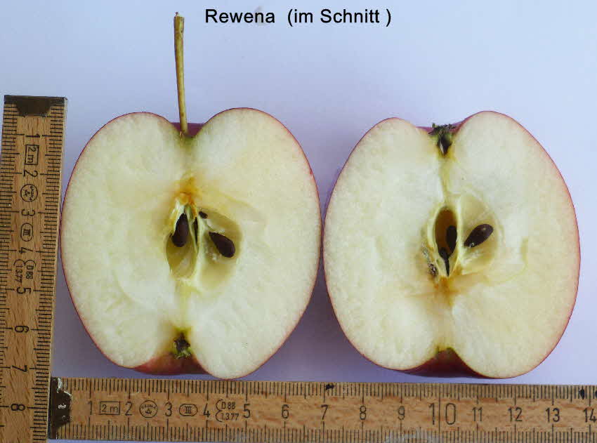 Rewena Frucht im Schnitt