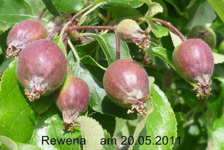 Rewena Halbstamm 20052011-2