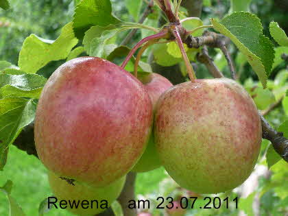 Rewena Halbstamm 23072011-2