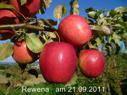 Rewena Halbstamm  21092011-1