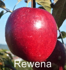 Rewena Halbstamm