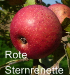 Rote Sternrenette Halbstamm  01092011-3
