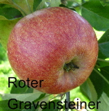 Roter Gravensteiner  10082011-5