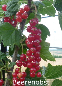 Rovada 29062011-2