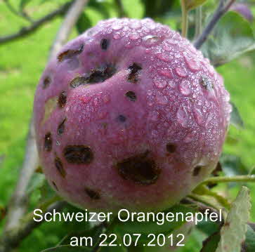 Schweizer Orangenapfel