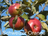 Schweizer orange