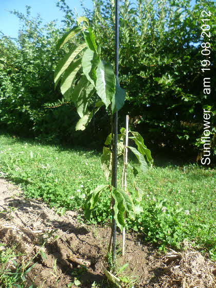 Sunflower 19082012-2