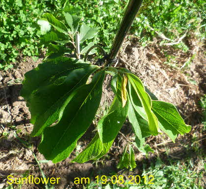 Sunflower 19082012-5