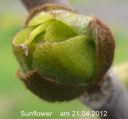 Sunflower 21042012-1