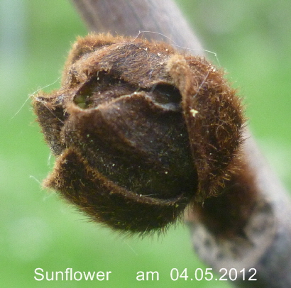 Sunflower  04052012-1