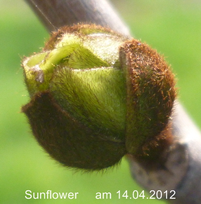 Sunflower  14042012-1
