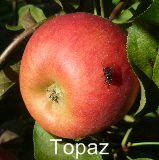Topaz  Spalier 21092011-5