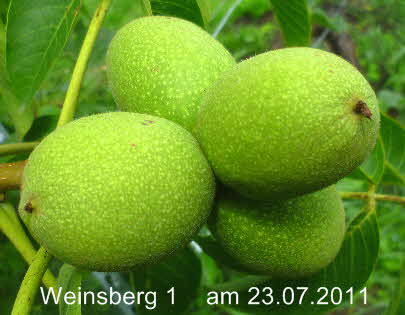 Walnuss Weinsberg 1 23072011-4