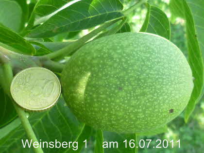 Weinsberg 1 16072011-1