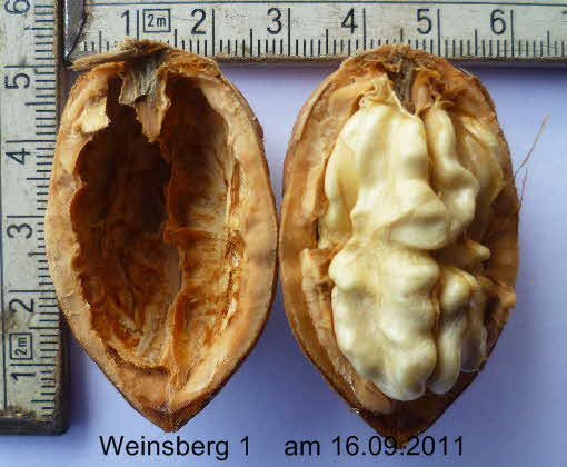 Weinsberg 1    16092011-2 bearbeitet