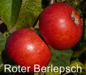 roter Berlepsch ApfelNeu